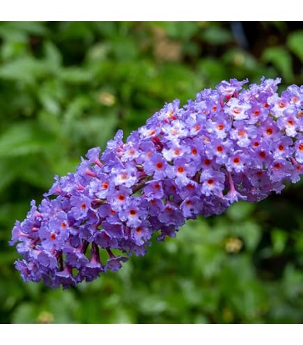 変化朝顔の苗★古代紫覆輪咲✭つぼみ付き開花苗一苗 変化朝顔の苗☆古代紫覆輪咲✭つぼみ付き開花苗一苗